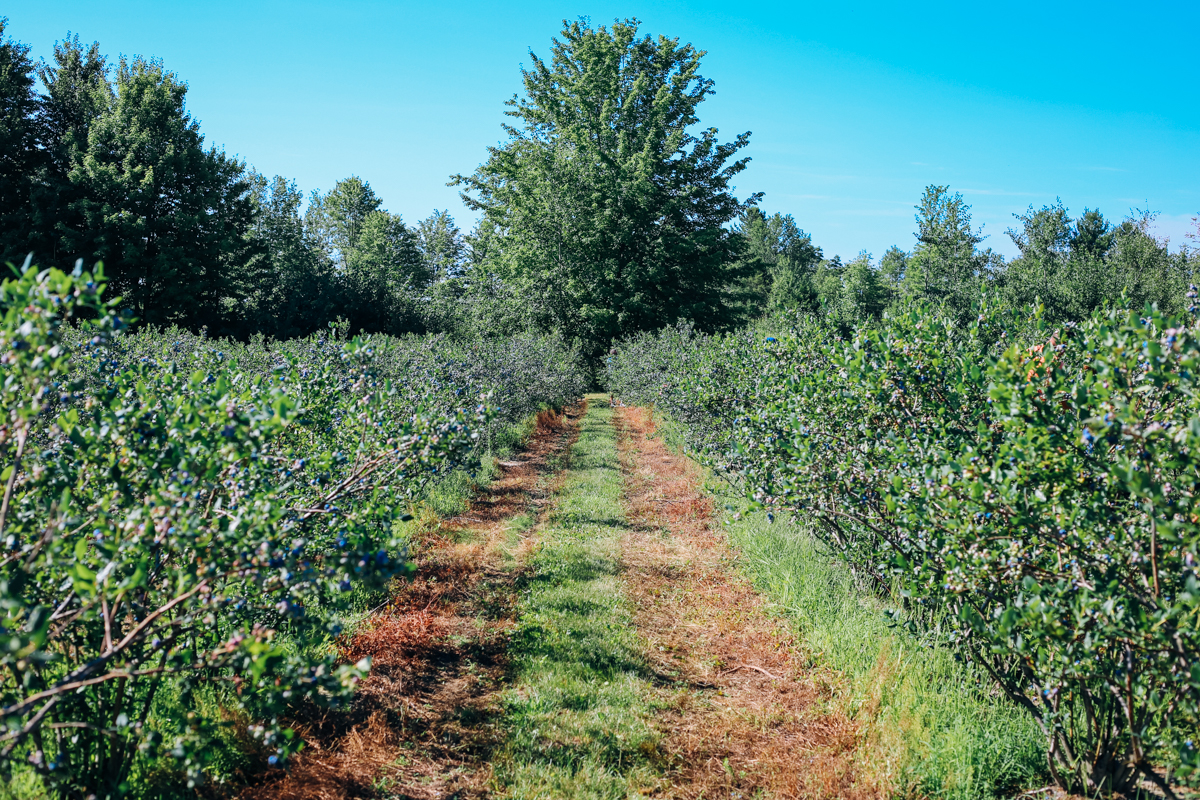 pentwater_blueberry-2